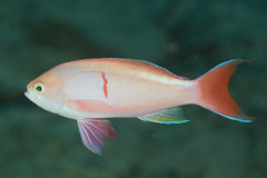 Pseudanthias cooperi