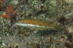 Thalassoma quinquevittatum