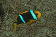 Amphiprion chrysopterus