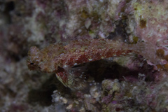 Synchiropus morrisoni