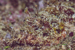 Papuan Scorpionfish photo 3