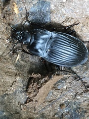 Dicaelus dilatatus