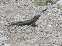 Guerreran Spiny-Tailed Iguana photo 3