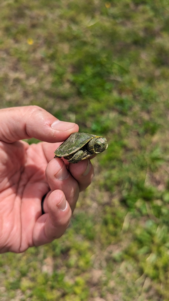 Pond Slider from Fredonia, KS 66736, USA on April 26, 2024 at 01:03 PM ...