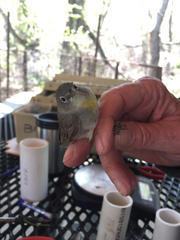 Leiothlypis virginiae