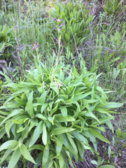 Boechera divaricarpa