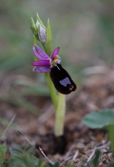 Ophrys bertolonii bertolonii