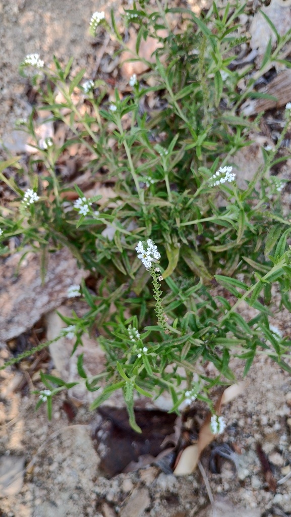 Euploca filiformis (Euploca filiformis)