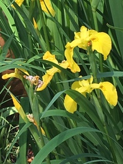 Iris pseudacorus
