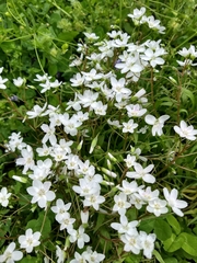 Claytonia