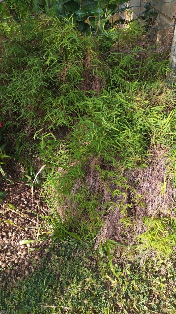 Foto de Capim-dos-pampas
