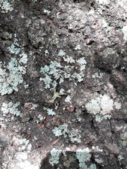 Fungi