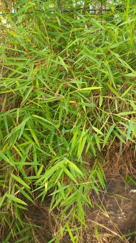 Foto de Capim-dos-pampas