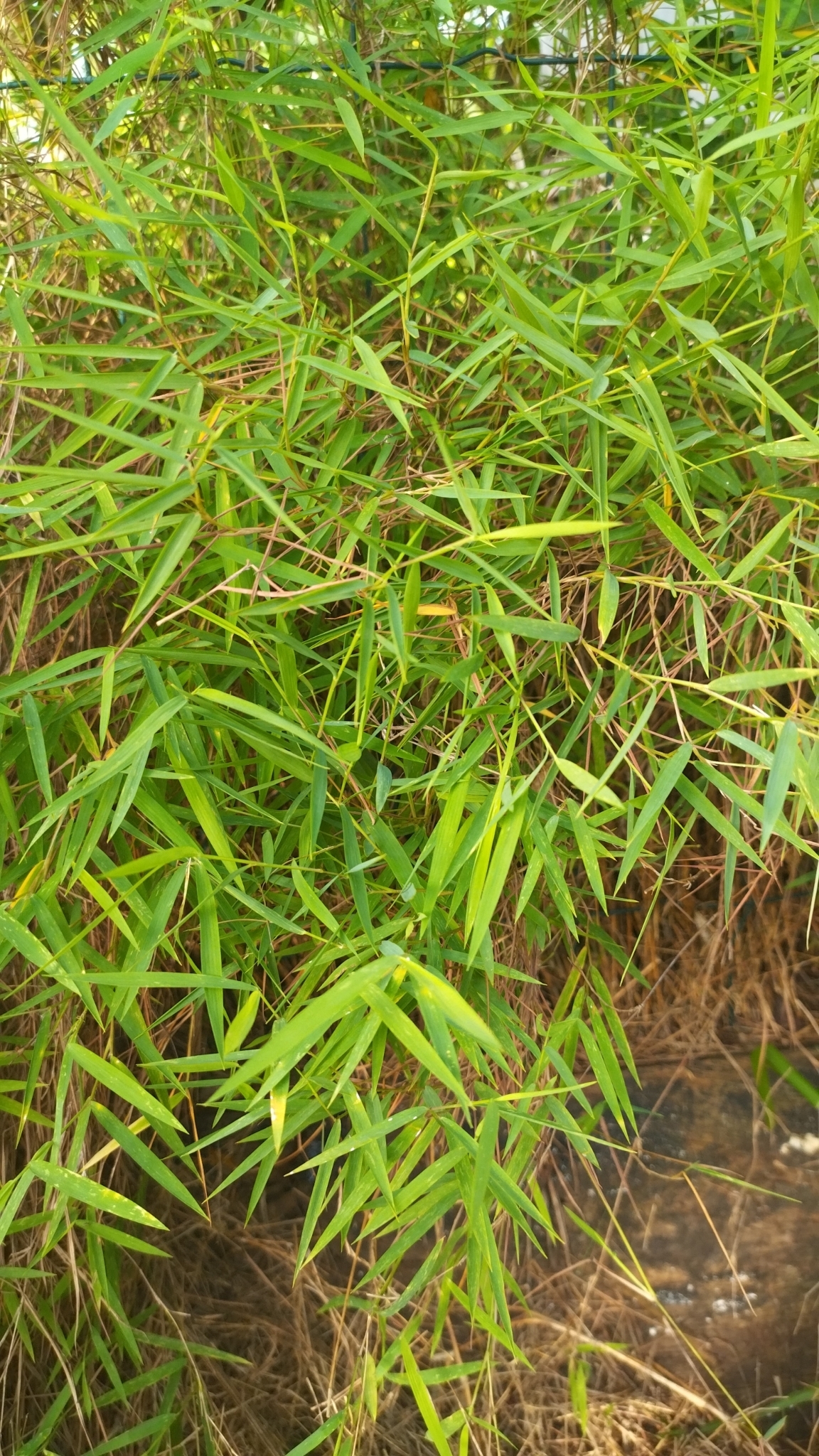 Imagem de Capim-dos-pampas