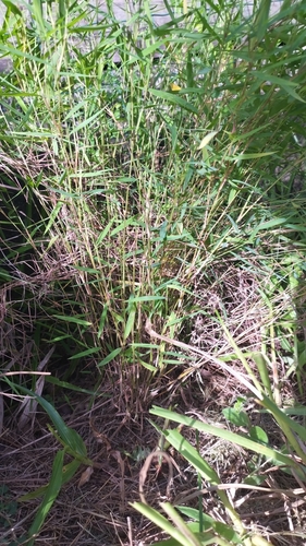 Foto de Capim-dos-pampas