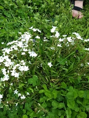 Claytonia