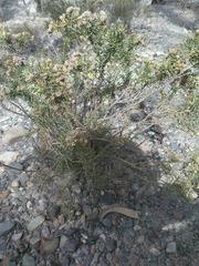 Baccharis boliviensis