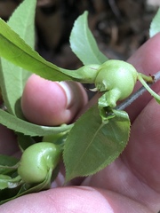 Contarinia cerasiserotinae