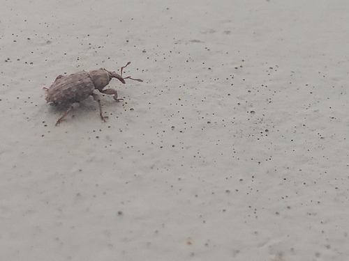Pseudostyphlus pillumus