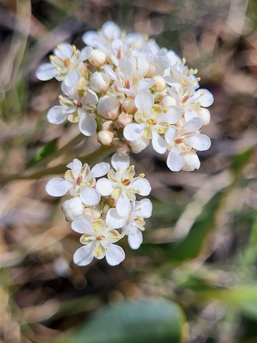 Image of Lepidium cartilagineum by (c) Jacek Pietruszewski, some rights reserved (CC BY)