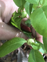 Contarinia cerasiserotinae
