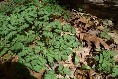 Dicentra cucullaria