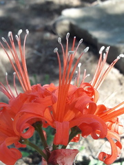 Nerine sarniensis