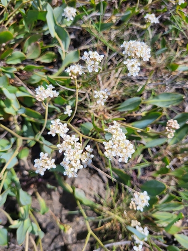 Image of Lepidium cartilagineum by (c) Jacek Pietruszewski, some rights reserved (CC BY)