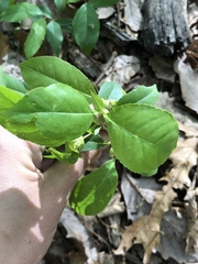 Contarinia cerasiserotinae
