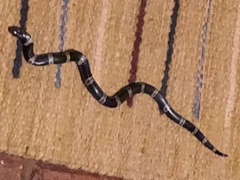 Elapsoidea loveridgei