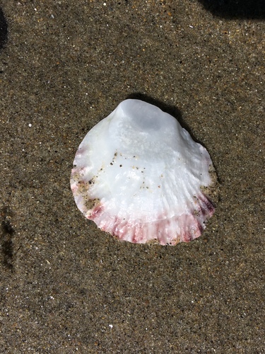 European Flat Oyster