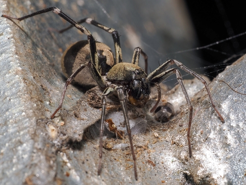 Corinnomma severum (Thorell, 1877)