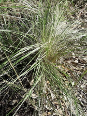 Poaceae