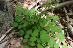 Aralia elata