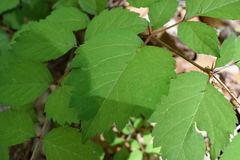 Aralia elata