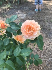 Rosa