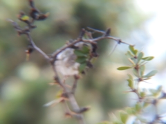 Metardaris cosinga