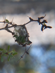 Metardaris cosinga