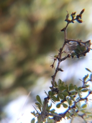 Metardaris cosinga