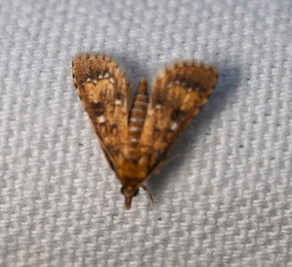 Water Hyacinth Moth