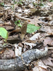 Morchellaceae
