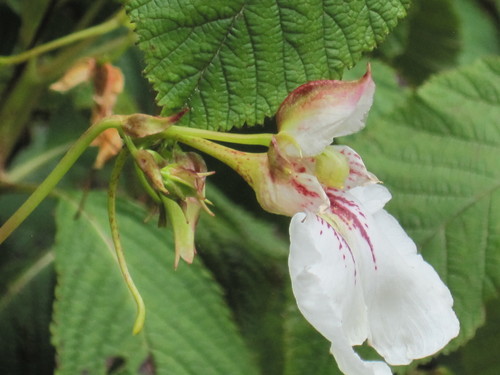 Impatiens tinctoria