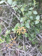Ceanothus tomentosus olivaceus