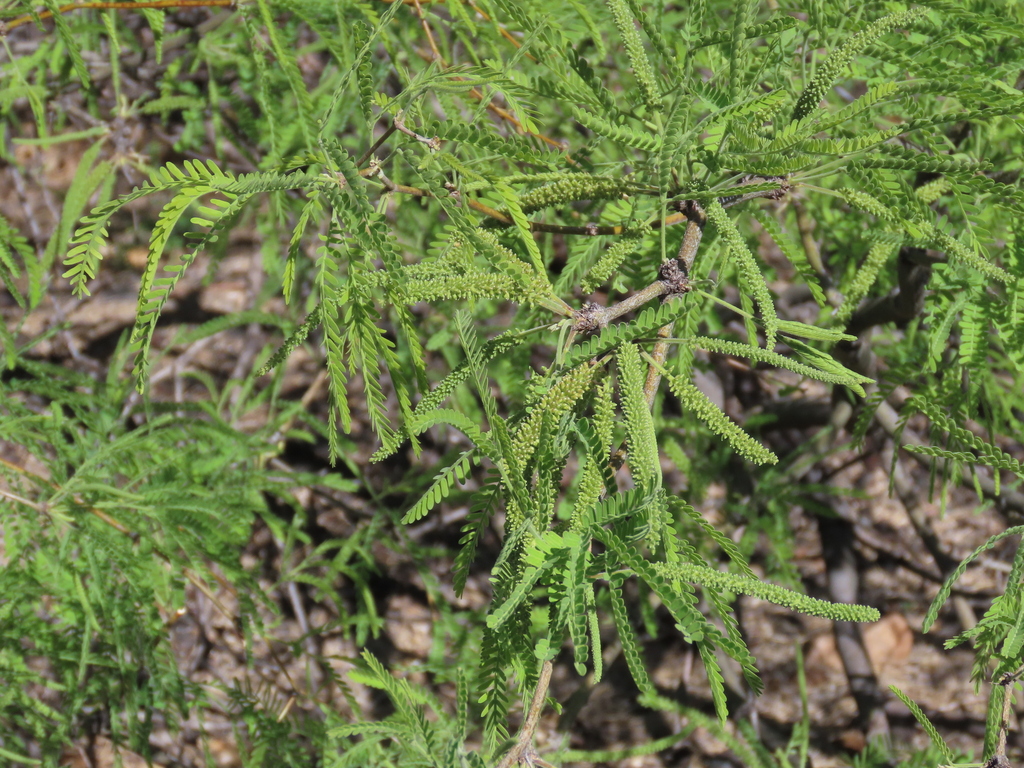 velvet mesquite from Cochise County, AZ, USA on April 26, 2024 at 09:19 ...