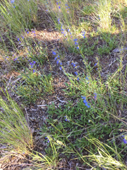 Penstemon humilis