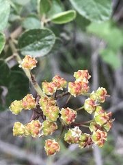 Ceanothus tomentosus olivaceus