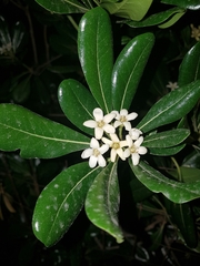 Pittosporum tobira