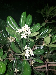 Pittosporum tobira