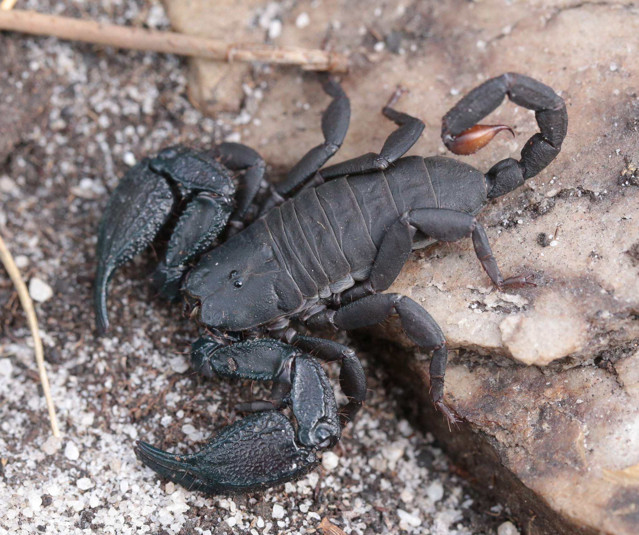 Cape Docile Scorpion (Opisthacanthus capensis) · iNaturalist