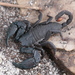 Cape Docile Scorpion - Photo (c) Alex Rebelo, some rights reserved (CC BY-NC), uploaded by Alex Rebelo